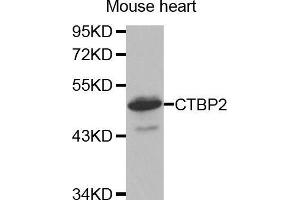 Western Blotting (WB) image for anti-C-terminal Binding Protein 2 (CTBP2) (C-Term) antibody (ABIN1679396) (CTBP2 Antikörper  (C-Term))