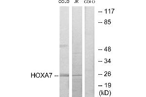Western blot analysis of extracts from COLO205 cells and Jurkat cells, using HOXA7 antibody. (HOXA7 Antikörper  (Internal Region))