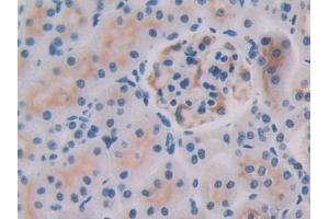 IHC-P analysis of Rat Kidney Tissue, with DAB staining. (IL-27 Antikörper  (AA 32-234))