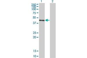 Western Blot analysis of SPDEF expression in transfected 293T cell line by SPDEF monoclonal antibody (M01), clone 4A5.