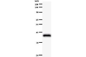 Western Blotting (WB) image for anti-Jun B Proto-Oncogene (JUNB) antibody (ABIN931101) (JunB Antikörper)