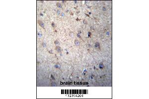 GSTM5 Antibody immunohistochemistry analysis in formalin fixed and paraffin embedded human brain tissue followed by peroxidase conjugation of the secondary antibody and DAB staining. (GSTM5 Antikörper  (N-Term))