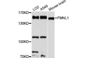 Western blot analysis of extracts of various cell lines, using FMNL1 antibody (ABIN6292086) at 1:3000 dilution. (Formin-Like 1 Antikörper)