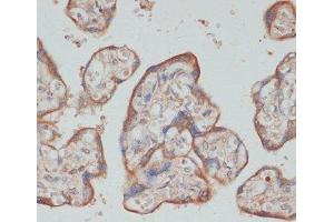 Immunohistochemistry of paraffin-embedded Human placenta using TES Polyclonal Antibody at dilution of 1:100 (40x lens).