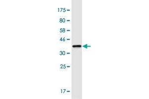 Western Blotting (WB) image for anti-Leucine Rich Repeat Containing 8 Family, Member A (LRRC8A) (AA 711-810) antibody (ABIN1327159)