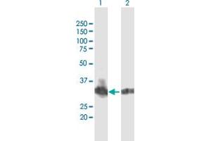 Western Blot analysis of B3GNT4 expression in transfected 293T cell line by B3GNT4 MaxPab polyclonal antibody. (B3GNT4 Antikörper  (AA 1-378))
