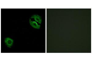 Immunofluorescence (IF) image for anti-Collagen, Type XIX, alpha 1 (COL19A1) (Internal Region) antibody (ABIN1850312) (COL19A1 Antikörper  (Internal Region))