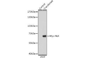 Western blot analysis of extracts of normal 293T cells and 293T transfected with Myc-NLK protein,using Myc-Tag antibody (ABIN3020568 and ABIN3020569) at 1:5000 dilution. (Myc Tag Antikörper)