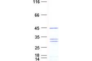 Validation with Western Blot (RANBP1 Protein (His tag))