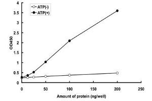 OXSR1 Protein (AA 1-527) (GST tag)