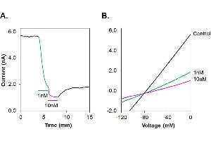 Apamin-ATTO Fluor-488 blocks rat SK2 channels stably transfected in HEK293T cells. (Apamin peptide (Atto 488))