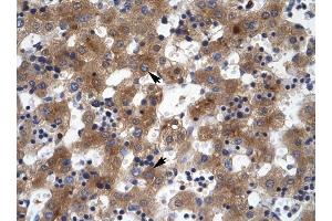 ZNF551 antibody was used for immunohistochemistry at a concentration of 4-8 ug/ml to stain Hepatocytes (arrows) in Human Liver. (ZNF551 Antikörper  (N-Term))
