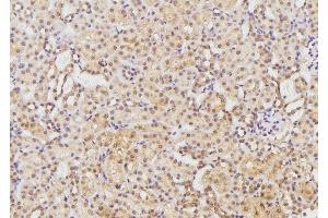 ABIN6269282 at 1/100 staining Rat kidney tissue by IHC-P. (EFNB1/2 Antikörper)