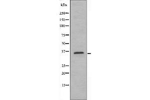 Western blot analysis of extracts from HeLa cells, using SRY antibody.