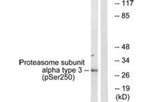 Western blot analysis of extracts from NIH-3T3 cells treated with EGF 200ng/ml 30', using Proteasome alpha3 (Phospho-Ser250) Antibody. (Proteasome alpha3 (AA 206-255), (pSer250) Antikörper)