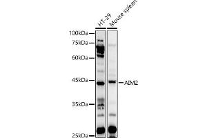 Western blot analysis of extracts of various cell lines, using  antibody (ABIN1678616, ABIN3017747, ABIN3017748 and ABIN6220230) at 1:1000 dilution. (AIM2 Antikörper  (AA 1-260))