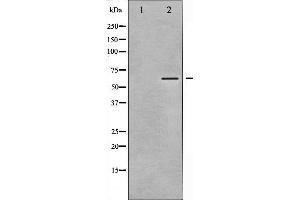 Western blot analysis of CaMK2 alpha/ beta/ delta phosphorylation expression in NIH-3T3 whole cell lysates,The lane on the left is treated with the antigen-specific peptide. (CaMK2 alpha/beta/delta Antikörper  (pThr305))