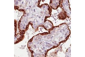 Immunohistochemical staining (Formalin-fixed paraffin-embedded sections) of human placenta with GDF15 monoclonal antibody, clone CL0328  shows strong immunoreactivity in the trophoblast layer. (GDF15 Antikörper)