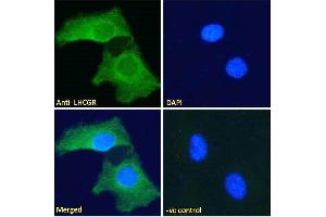 ABIN190901 Immunofluorescence analysis of paraformaldehyde fixed HeLa cells, permeabilized with 0. (LHCGR Antikörper  (C-Term))