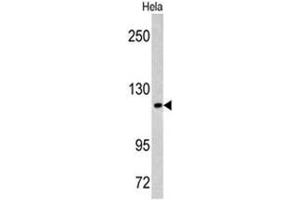 Western blot analysis of MAML3 antibody (C-term) in Hela cell line lysates (35ug/lane). (MAML3 Antikörper  (C-Term))