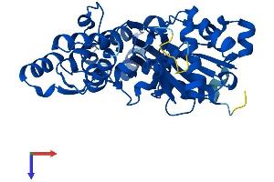 beta Actin Protein (AA 1-375) (His tag)