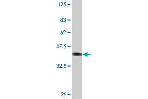 Western Blot detection against Immunogen (37 KDa) . (IDO1 Antikörper  (AA 304-403))