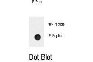 Dot blot analysis of anti-Phospho-BAR2-p Antibody (ABIN389931 and ABIN2839749) on nitrocellulose membrane. (BAR2 Antikörper  (pSer261))