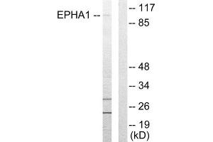 Western Blotting (WB) image for anti-Ephrin Type A Receptor 1 (EPHA1) (Internal Region) antibody (ABIN1849247) (EPHA1 Antikörper  (Internal Region))