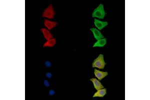 ABIN7096695 and ABIN7100760 staining Hela cells by IF/ICC. (Prokineticin 1 Antikörper)