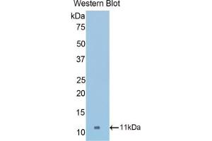 Western blot analysis of the recombinant protein. (COL2A1 Antikörper  (AA 1307-1383))