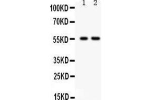 Observed bind size: 56KD (TRAF2 Antikörper  (C-Term))