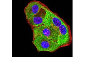 Immunofluorescence analysis of Hela cells using P2RY8 mouse mAb (green). (P2RY8 Antikörper)