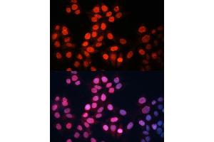 Immunofluorescence analysis of HeLa cells using GABPA Polyclonal Antibody (ABIN6127940, ABIN6140889, ABIN6140892 and ABIN6224475) at dilution of 1:100 (40x lens). (GABPA Antikörper  (AA 1-260))