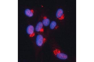 IF analysis of SNURPORTIN1/SNUPN using anti-SNURPORTIN1/SNUPN antibody (ABIN7599310).