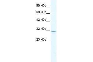 CLIC2 antibody used at 1. (CLIC2 Antikörper  (C-Term))