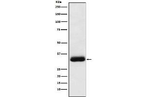 Western blot analysis of Alpha SNAP expression in Molt4 cell lysate.