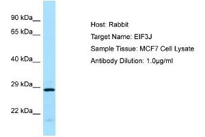 Host: RabbitTarget Name: EIF3JAntibody Dilution: 1. (EIF3S1 Antikörper  (C-Term))