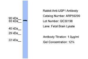 WB Suggested Anti-USP1  Antibody Titration: 0. (USP1 Antikörper  (C-Term))