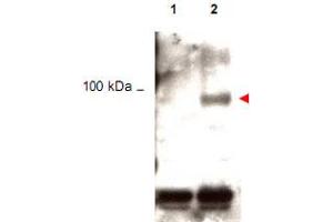 Western blot using Stat1 (phospho Y701) polyclonal antibody  shows detection of phos-phorylated Stat1 (indicated by arrowhead at ~91 kDa) in K-562 cells after 30 min treatment with 1 ku of hIFN-alpha (lane 2). (STAT1 Antikörper  (pTyr701))