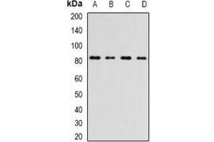 Western blot analysis of INTS10 expression in A549 (A), HepG2 (B), mouse kidney (C), rat testis (D) whole cell lysates.