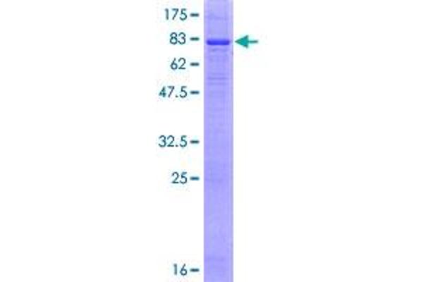 PLD3 Protein (AA 1-490) (GST tag)