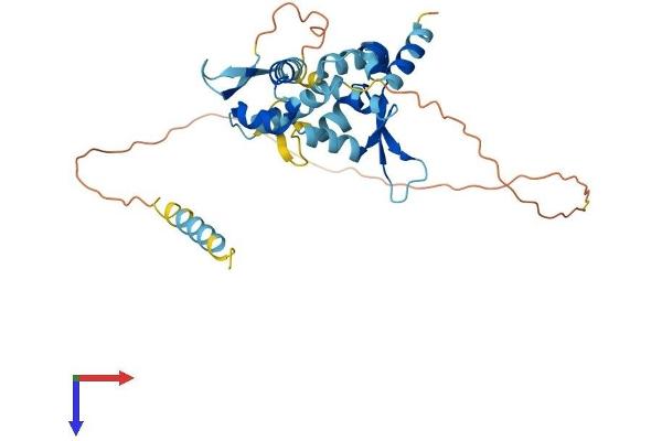 MAGEB2 Protein (AA 1-319) (His tag)