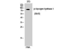 Western Blotting (WB) image for anti-Glycogen Synthase 1 (Muscle) (GYS1) (pSer645) antibody (ABIN3182519) (Glycogen Synthase 1 Antikörper  (pSer645))