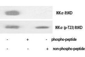 Western Blot (WB) analysis of specific cells using Phospho-IKKalpha (T23) Polyclonal Antibody. (IKK alpha Antikörper  (pThr23))