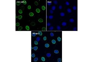 Immunofluorescence (IF) image for anti-Lamin A/C (LMNA) (C-Term) antibody (ABIN6254178)