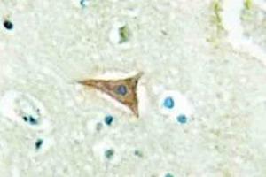Immunohistochemistry analyzes of Ephrin-A5 antibody in paraffin-embedded human brain tissue. (Ephrin A5 Antikörper)