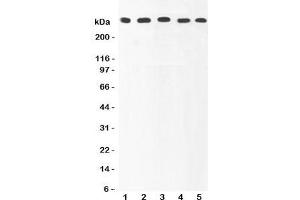 Western blot testing of Ki67 antibody and Lane 1:  HeLa (Ki-67 Antikörper  (AA 2860-3256))