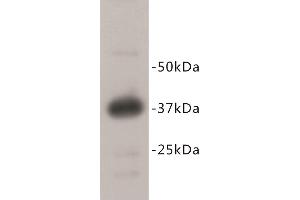 REM2 Antikörper  (C-Term)