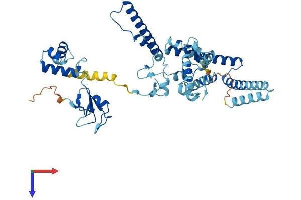 TADA2L Protein (AA 1-443) (His tag)