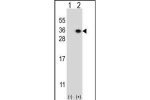 Western blot analysis of HS2ST1 (arrow) using rabbit polyclonal HS2ST1 Antibody (N-term) (ABIN391988 and ABIN2841776). (HS2ST1 Antikörper  (N-Term))
